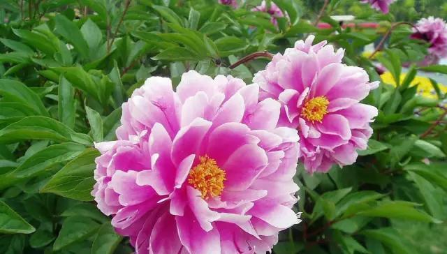 牡丹花（花开如锦）