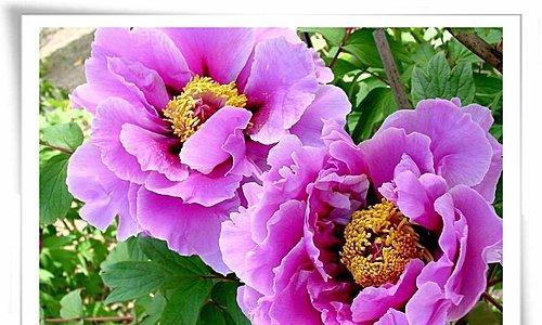 洋牡丹花语（洋牡丹的花语与象征）