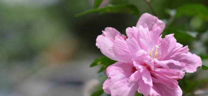 木槿花花语（木槿花的美丽寓意和丰富象征意义）