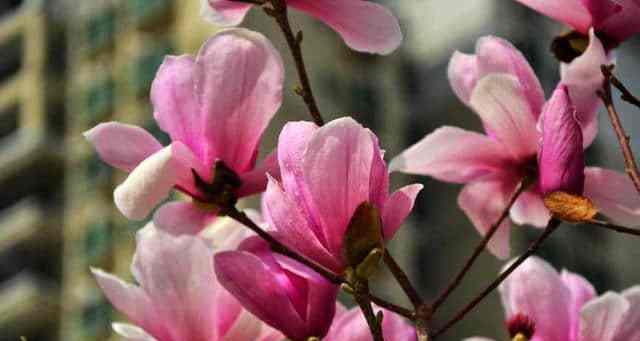木兰花的花语与药用价值（探索木兰花的深层意义和多重功效）