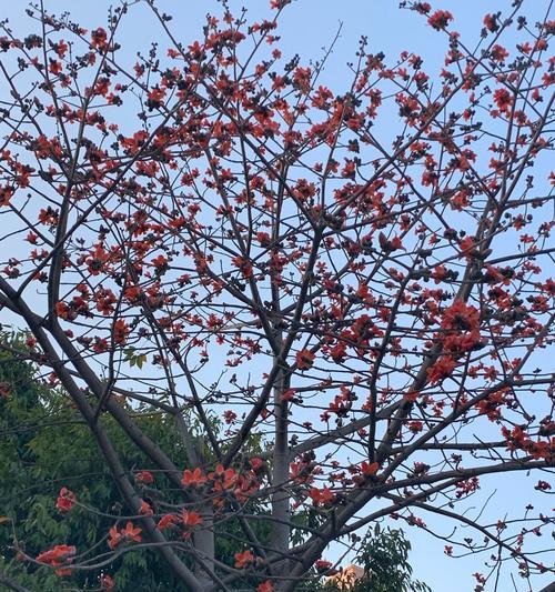 广州市花木棉花的花语与寓意（广州市花木棉花的象征意义及文化背景）