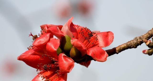 木棉花的花语与意义（探寻木棉花的美丽寓意）