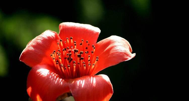 木棉花的寓意与象征意义（探索木棉花的美丽与深远的内涵）