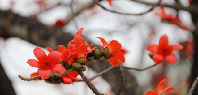 木棉花的寓意象征与意义（探索木棉花的美丽寓意）