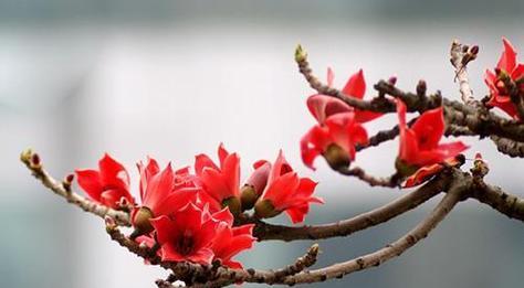 木棉花的花语与寓意（探寻木棉花的美丽含义）