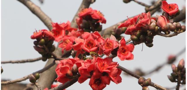 木棉花的花语与寓意（探寻木棉花的美丽含义）