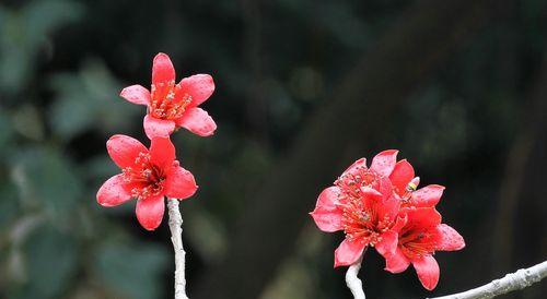 木棉花（探寻木棉花所象征的文化内涵）