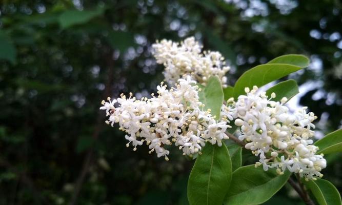 女贞花的花语及意义（揭示女贞花的寓意）