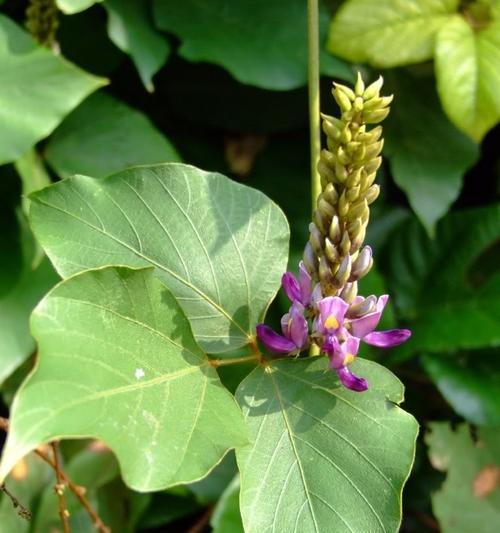 女贞子花语之神秘的爱情告白（探寻女贞子花语的意义和象征）