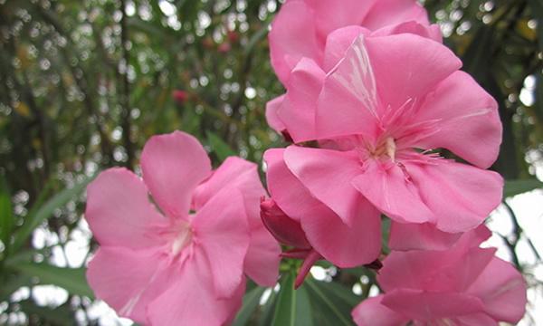 女贞子花语之神秘的爱情告白（探寻女贞子花语的意义和象征）