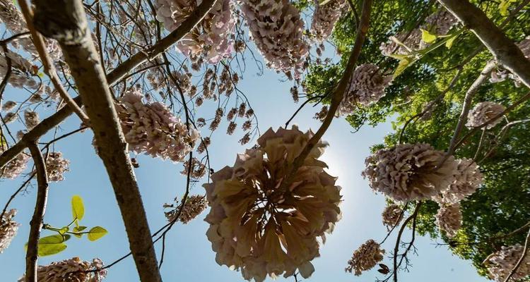 泡桐花的花语与寓意（探寻泡桐花的美丽与内涵）