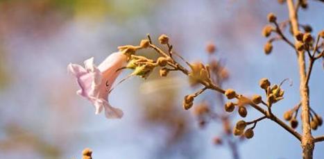 泡桐花的花语与寓意（探寻泡桐花的象征和文化）