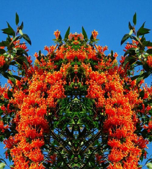 炮仗花——喜庆的象征（传承的文化符号）