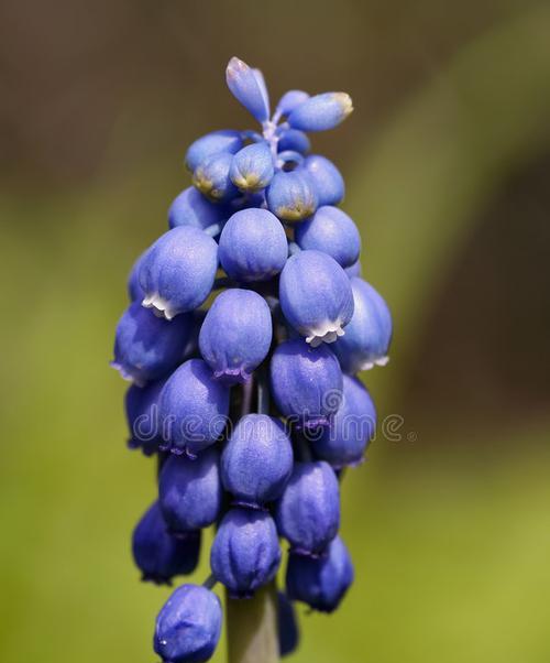 葡萄风信子花语（诠释爱意的美丽花语）