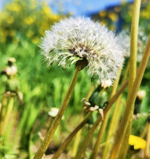 蒲公英（探寻蒲公英背后的花语与神秘传说）