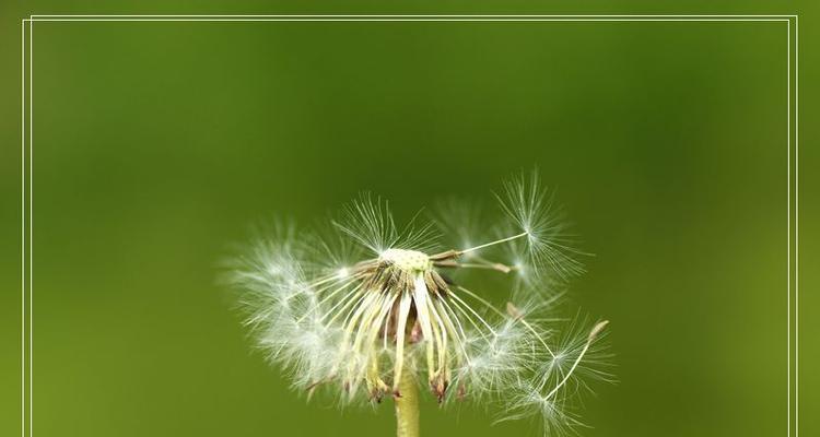 蒲公英的花语与寓意（探寻蒲公英的美丽与力量）