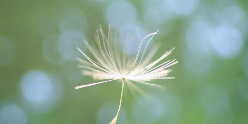 蒲公英花语（探寻蒲公英的花语及其寓意）