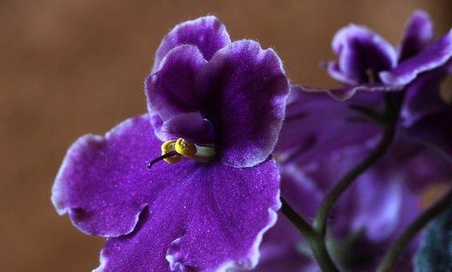 千瓣莲的花语之美（探寻千瓣莲花的花语魅力）