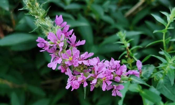 千屈菜之花语与寓意（千屈菜花语探秘）