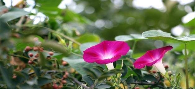 牵牛花的花语之美（探寻牵牛花背后的神秘花语）