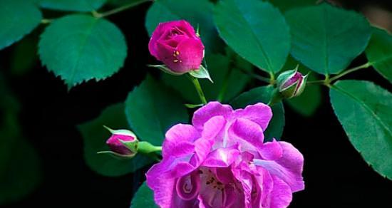 蔷薇花的寓意与象征——美丽与坚韧（蔷薇花的意义及其在文化中的表达方式）