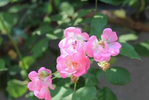 蔷薇花的花语和寓意（探究蔷薇花的象征与意义）