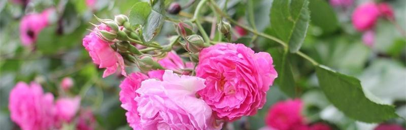 蔷薇花的花语和寓意（探索蔷薇花的象征和隐藏的含义）