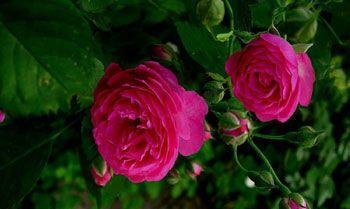 蔷薇花语（解读蔷薇花语的15种寓意）
