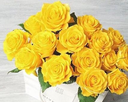 黄玫瑰的意义及情侣间的象征（情侣送黄玫瑰的深层寓意与表达方式）