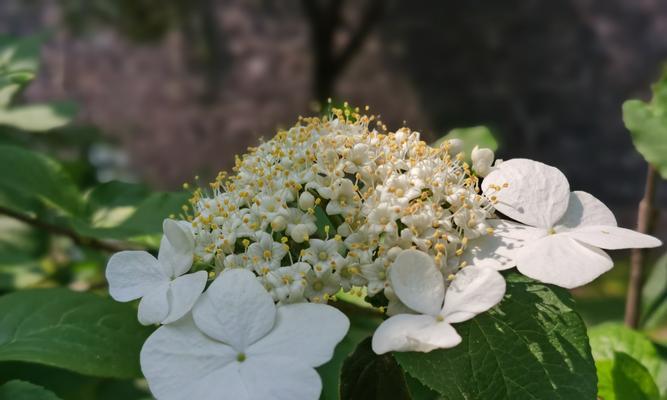 以琼花花语的意义与传承（探索传统花语的深层含义及其在现代社会中的价值）