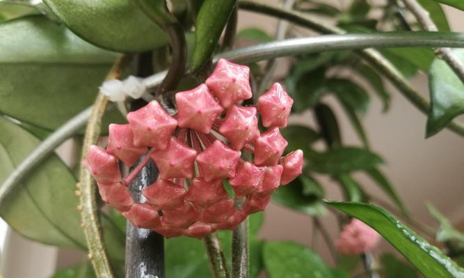 探寻以球兰花语（神秘之花的心灵启示）