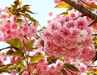 日本樱花的花语与魅力（探寻樱花开放的奇迹和深远寓意）