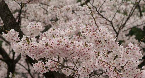 樱花之美（探寻樱花的历史）