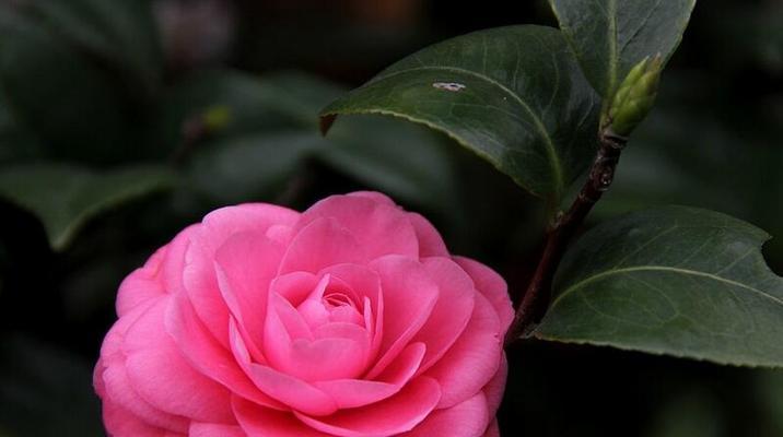 山茶花的花语与寓意（探秘山茶花的情感语言与象征意义）
