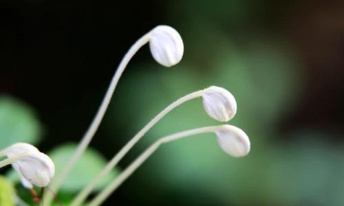 山荷叶的花语——寄托和希望（呈现一片纯净的自然之美）