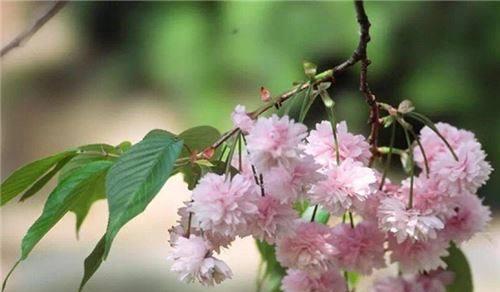 山樱花（盛放在春日的山间）