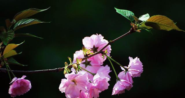 山樱花（盛放在春日的山间）