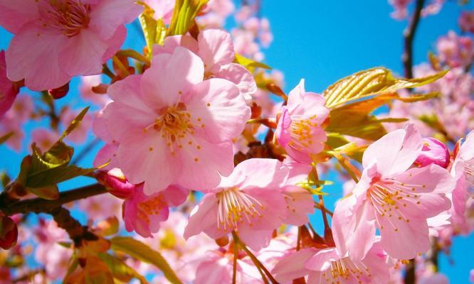 山樱花（盛放在春日的山间）