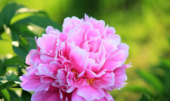 芍药花的意义与象征（探寻芍药花所代表的美好品质）