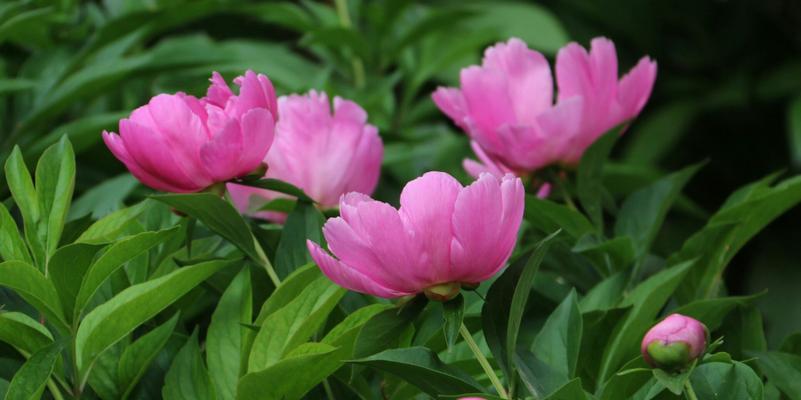 探寻芍药花的花语与含义（解读芍药花的深意）