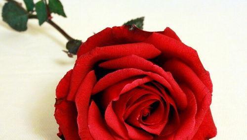 十二朵玫瑰的花语与象征意义（用鲜花传递情感）