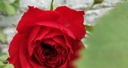 十一朵红玫瑰花的花语（红玫瑰之恋爱情的宣言）