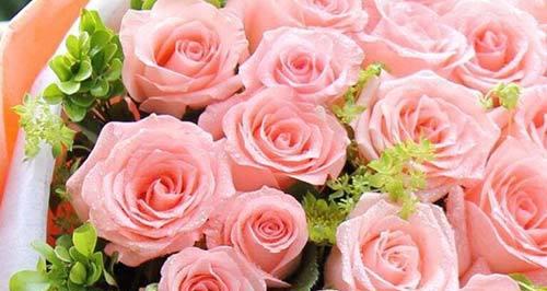 十一朵玫瑰的花语——爱与浪漫的象征（在花海中传递真挚的情感）