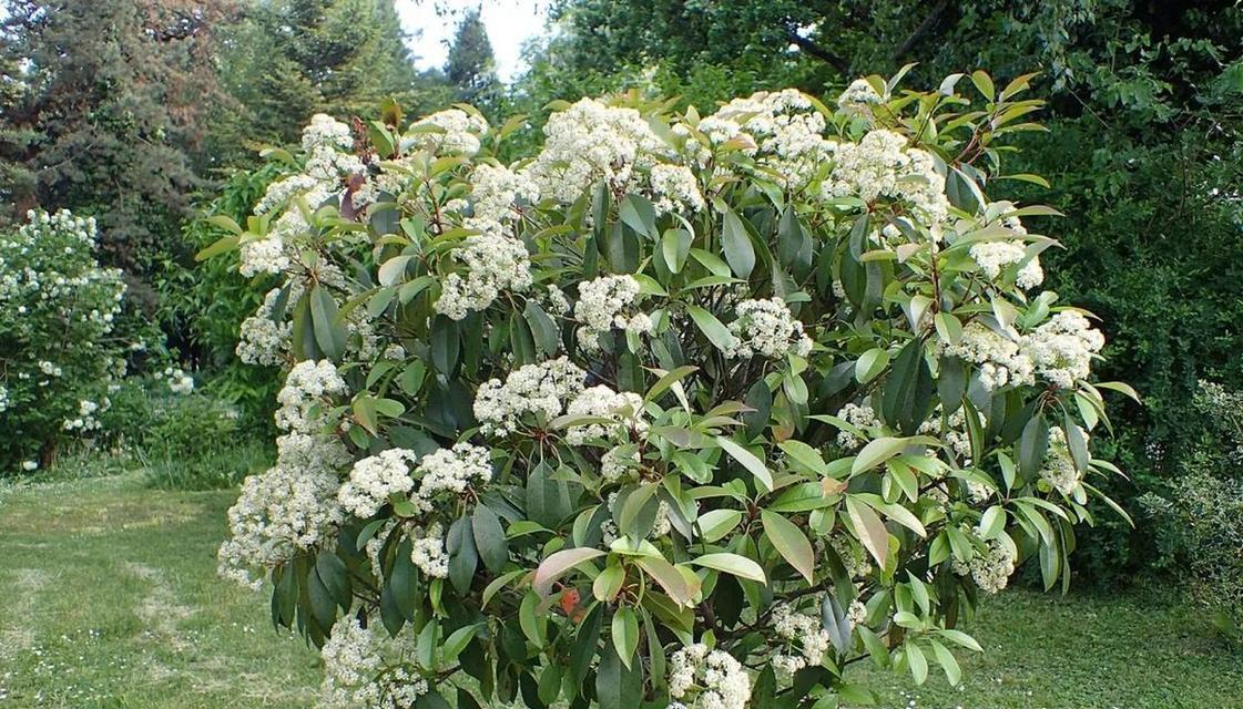 石楠花（石楠花花语的深层含义及其应用领域）