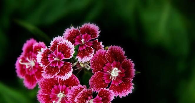 石竹花的寓意与象征（解读石竹花的深层内涵）