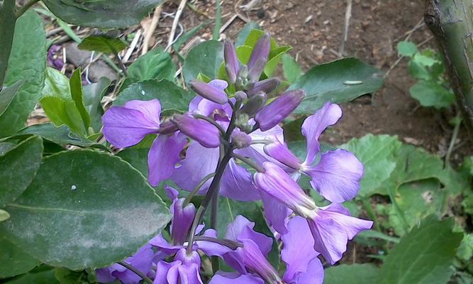 二月兰花期多长（二月兰种植方法和时间）