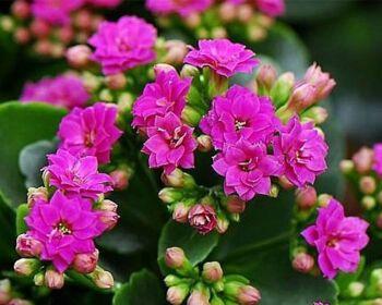 长寿花的栽培与养护方法（打造长寿花花园）