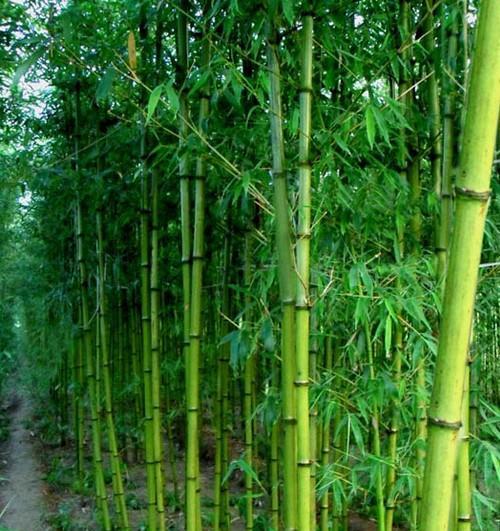 钢竹怎么种植（详解钢竹养护知识）
