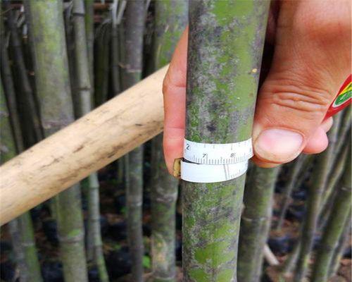 钢竹怎么种植（详解钢竹养护知识）