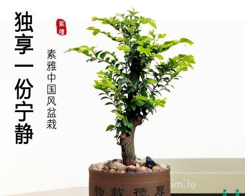 紫檀花卉怎么养殖（紫檀的养殖方法和注意事项）